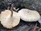 Nyár-fagomba (Lentinus tigrinus), Duna-part